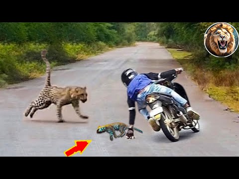 Animals That Asked People for Help & Kindness! #23 | D-Animal Grow Up