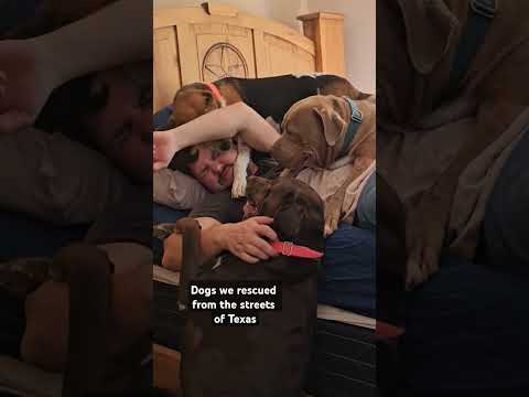 For us, it's the puppies and dogs we rescued from the streets of Texas.