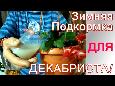 Секрет многоразового цветения шлюмбергеры / декабриста /Особая зимняя подкормка !