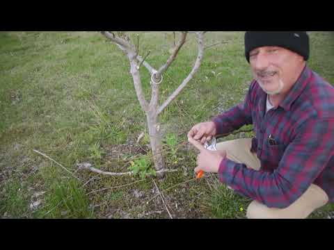 How to Prune a Pear Tree For Better Fruit and Growth.