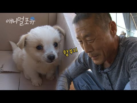 시골에서 시한부 동생과 함께 병아리를 키우는 삼 형제! 어느 날 새로운 가족이 생겼다🐶 | 수상한 삼형제 | KBS 인간극장 2011 방송