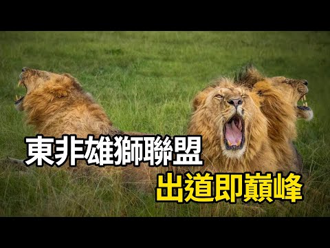 东非雄狮联盟：萨拉男孩的崛起与传奇！ #nature #wildlife #animal #wildanimals #animals #猛獸世界  #動物