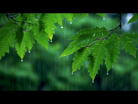 치유 명상음악 연속듣기 ️🎶️ 마음이 편안해지는 음악 - 휴식음악, 스트레스 해소음악, 아침명상음악, 아침음악, 힐링음악