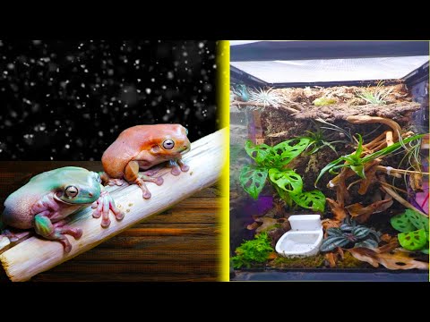 Building A Bioactive Enclosure For My Whites Tree Frog