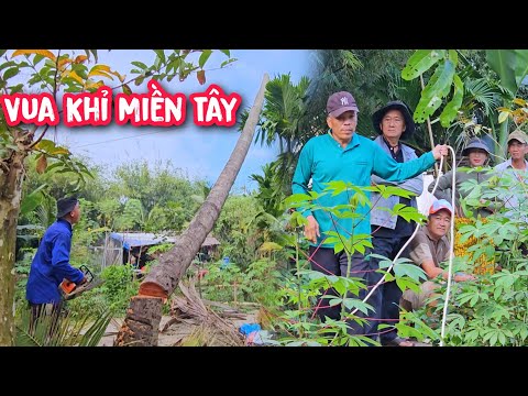 Vua Khỉ cưa hạ gốc cây Dừa trên 60 năm tuổi và đôn đọt cây me Siêu Trái.