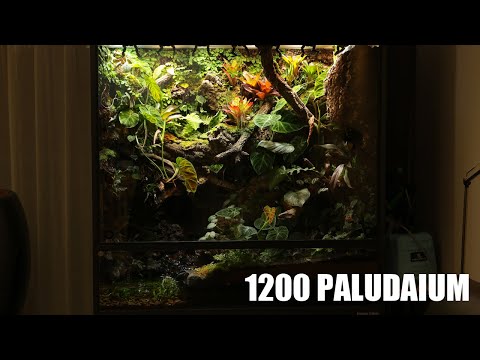 Building a 1200mm vivarium for jungle reptiles | 정글에 사는 파충류를 위한 1200mm비바리움 만들기