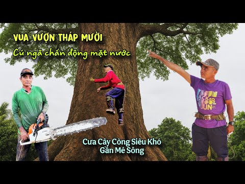 Cú ngã chấn động! Mặt Nước Rung Chuyển Vua Vượn Cưa Cây Còng Siêu Khủg Sát Mé Sông Chủ Nhà Thán Phục