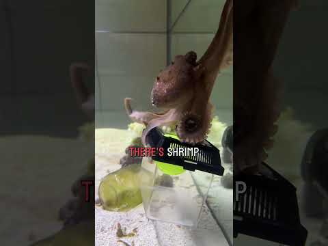 Can Susie the octopus get the ball of shrimp?