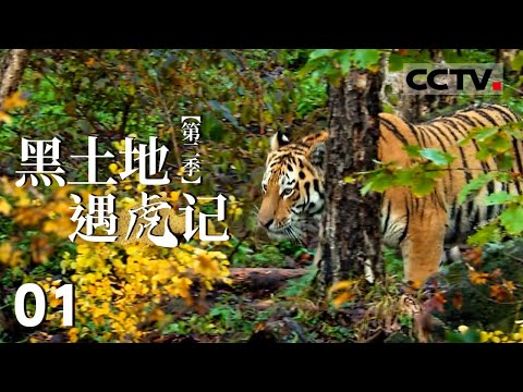 《黑土地遇虎记》第二季 01 东北虎豹国家公园试运行！得益于人们的保护 东北虎的数量年年增加【CCTV纪录】