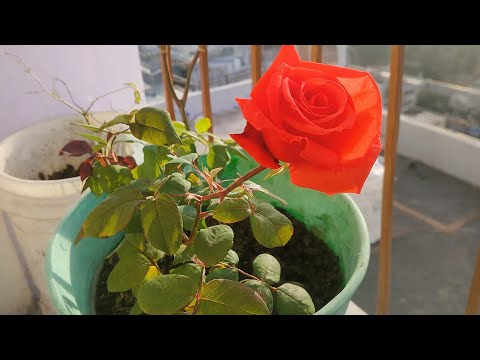How to Propagate and Grow Roses from Stems in Pots