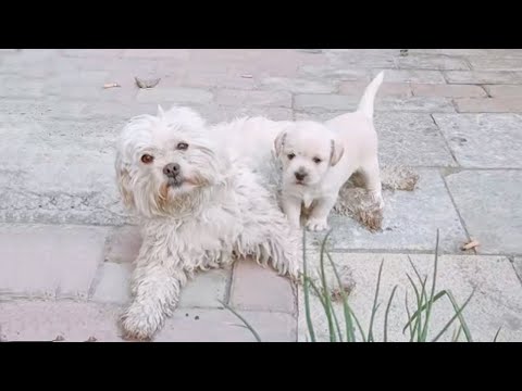 Tired and exhausted, she tried to carry her baby everywhere in search of food and shelter