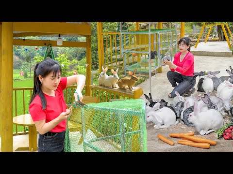 Timelapse – Building a Rabbit Cage from Start to Finish & Raising 1000+ Rabbits