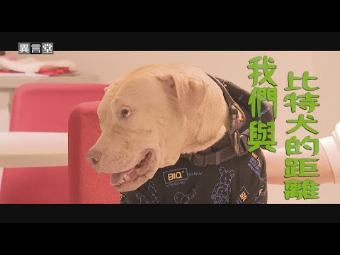 【民視異言堂】比特犬傷人 是生性兇猛 還是無良飼主失責？