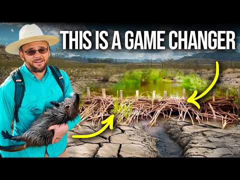 I Built High-Tech Beaver Dams for $28.27