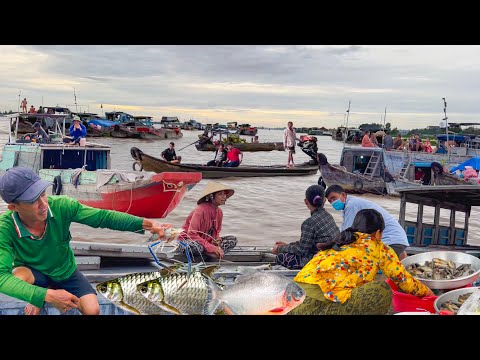 Thành Phố Long Xuyên Bên Sông Hậu Mùa Nước Lũ║Tôm Càng Xanh Cá Mè Dinh Nghề Xúc Trên Sông