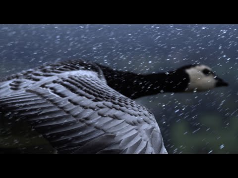 Incredible Slow Motion Barnacle Geese Flight Over Edinburgh