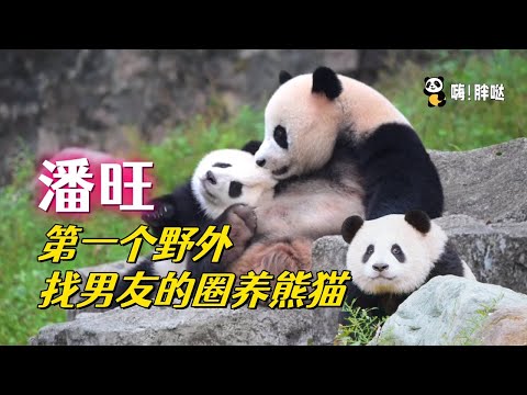 潘旺带着“野孩子”展出，人工饲养熊猫中能在野外找男友的“第一熊”