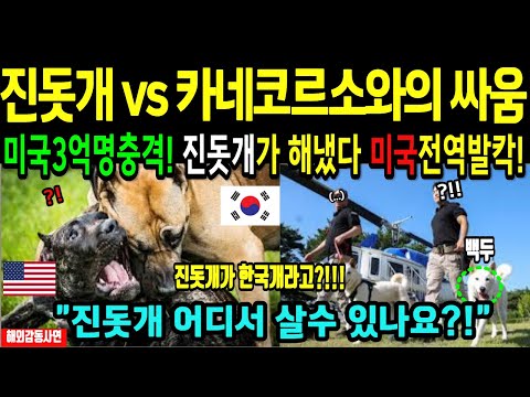 한국진돗개, 우습게본 미국투견 카네보르소와의 싸움! 3억 미국인 충격! [해외감동사연]