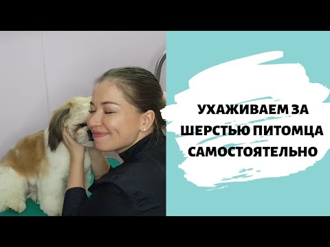 КАК ПРИВЕСТИ СОБАКУ В ПОРЯДОК САМОСТОЯТЕЛЬНО? Покажу на примере шит-цу.