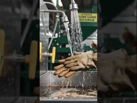 cashew shell oil #shortvideo #shorts