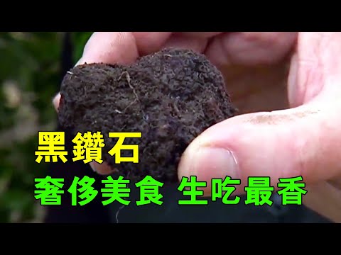 歐洲人愛吃的黑松露，你知道它是什麼嗎？
