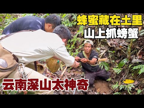 Nature's Wonder: Ants and Bees Share a Nest and Hide Honey Underground!