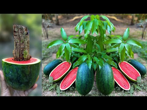 How To Grow Mango with Watermelon Trees From Mango and Watermelon Fruit Using Aloe Vera