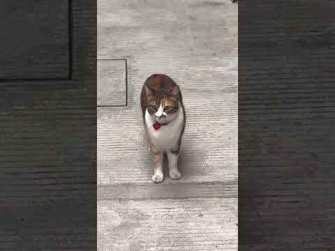 Architecture of Mexico City recap video | CDMX ARCHITECTURE