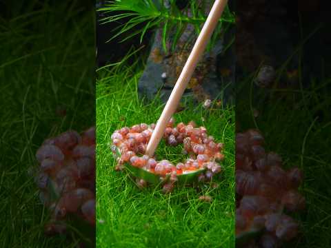 watch what happens when I put a cucumber in this aquarium