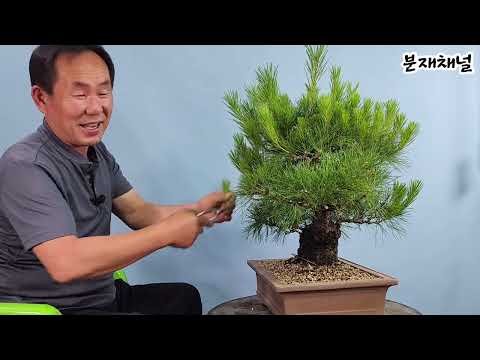 분재관리 404강 소나무 단엽의 세가지 방법