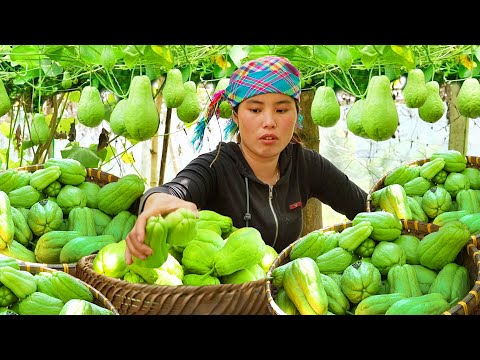 Harvest giant chayote garden to sell at market with single mom - Cook nutritious food