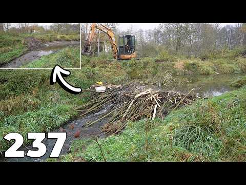 Beaver Dam Removal With Excavator No.237