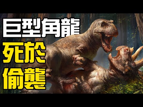 史上最大三角龍竟然死於偷襲？5億年前的寒武紀臨沂動物群問世！居然有不是“夜貓子”的貓頭鷹？丨朝化析拾03丨黑毛羊駝