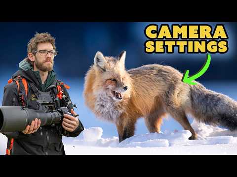 How to Photograph Yellowstone’s Apex Predators – WOLVES, FOXES & More!
