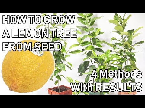 How To Grow A LEMON TREE From A SEED ( 0-6 MONTHS UPDATES )