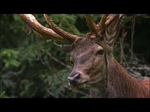 Das Paradies der Berghirsche 2