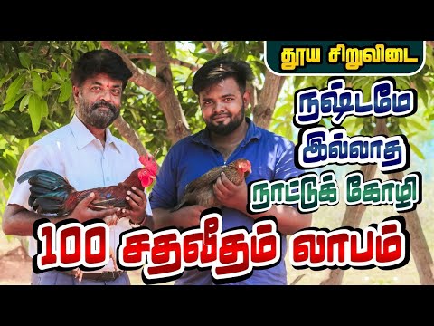 நஷ்டமே இல்லாத நாட்டுக் கோழி பண்ணை | 100 சதவீதம் லாபம் | தூய சிறுவிடை கோழி  குஞ்சு விற்பனை | TAMIL |