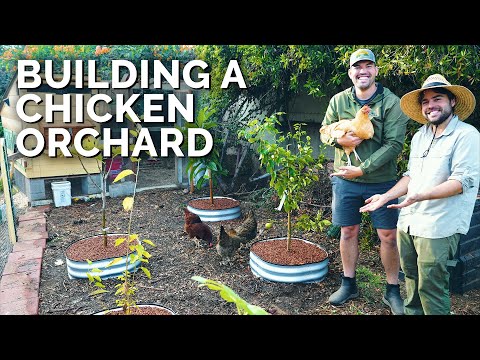 Building a Chicken Orchard! 🐔🌳