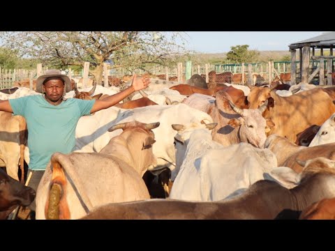 How He makes PROFITS in the DRY LAND using LOCAL BEEF CATTLE FARMING