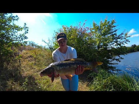Powerful carp on a side nod, only lower the jig to bite