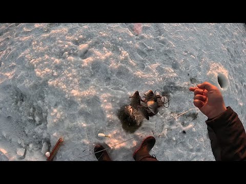 ПОПАЛ НА ХОД РЫБЫ!!! ХАПУГИ СНОВА РАДУЮТ!!! Я НЕ УСПЕВАЛ ИХ ВЫБИРАТЬ БЕГАЯ ОТ ОДНОЙ К ДРУГОЙ!!!