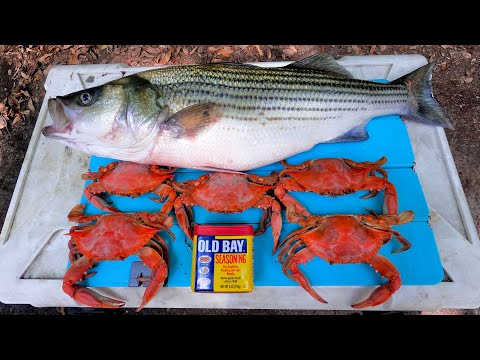 FAT Striper n' Blue Crab Catch Clean Cook!