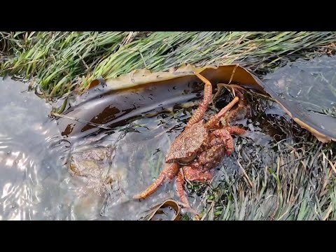 Ловля Краба Волосатика Руками.