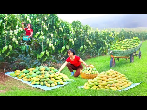 TIMELAPSE -- Harvesting 1000+ Giant Mango, Use 3-Wheeled Truck Transport Go to Market Sell