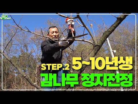 Pruning Methods for Persimmon Trees 5-10 Years Old | Reducing Tree Work | The Importance of Branc...