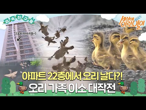 [#습속친구들] 아파트 옥상에서 번지 점프를~! 🦆오리 가족 이소 대작전🦆 #순간포착세상에이런일이 #WhatonEarth #SBSstory