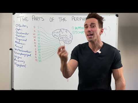 Overview of the Peripheral Nervous System