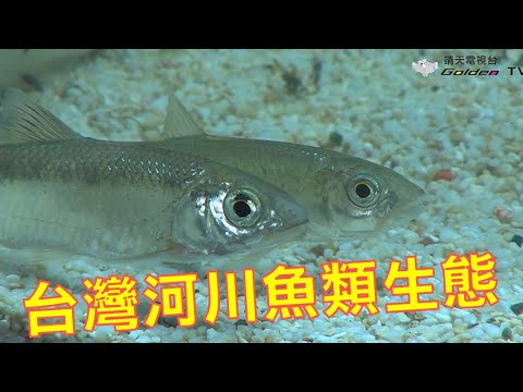 台灣河川魚類生態-台灣生態記事系列11