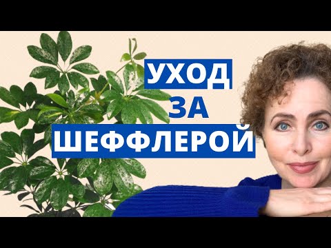 ШЕФФЛЕРА Уход в домашних условиях