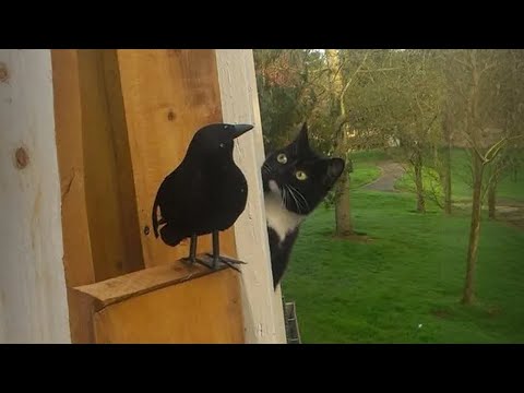 When Cats Go Wild Instead of Imitating Like ‘Normal’ Cats 😂 Funniest Cat Moments